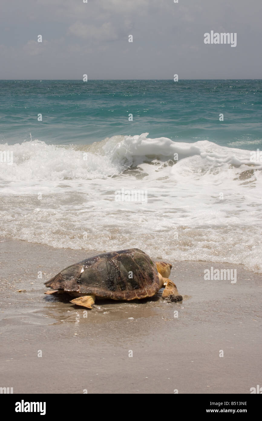 Loggerhead sea turtle released after rehabilitation Stock Photo
