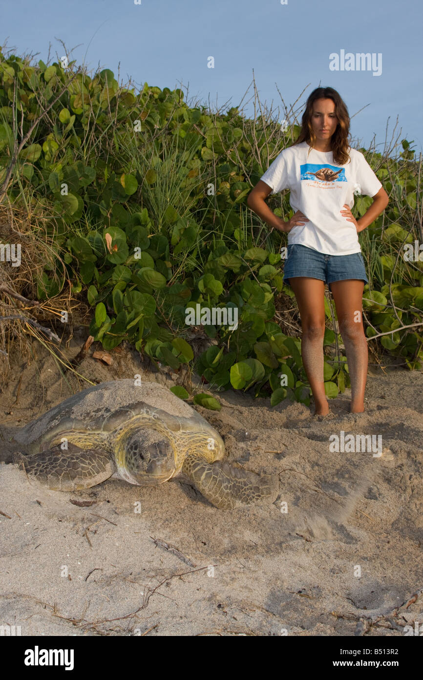 Biologist watches a green sea turtle after nesting along a Florida USA beach Stock Photo