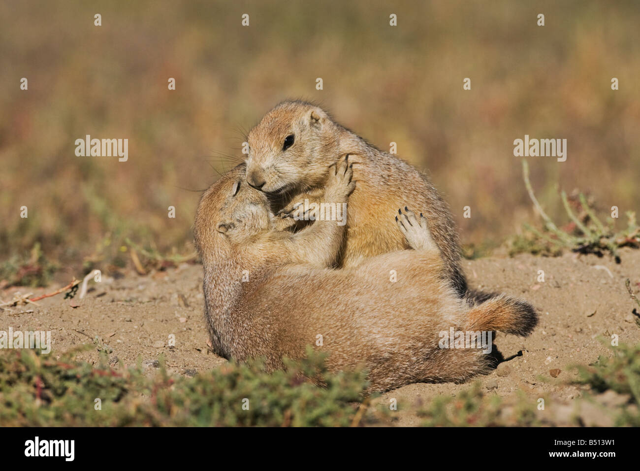 Black-tailed Prairie Dog Cynomys ludovicianus young at den playing Theodore Roosevelt National Park Badlands North Dakota USA Stock Photo