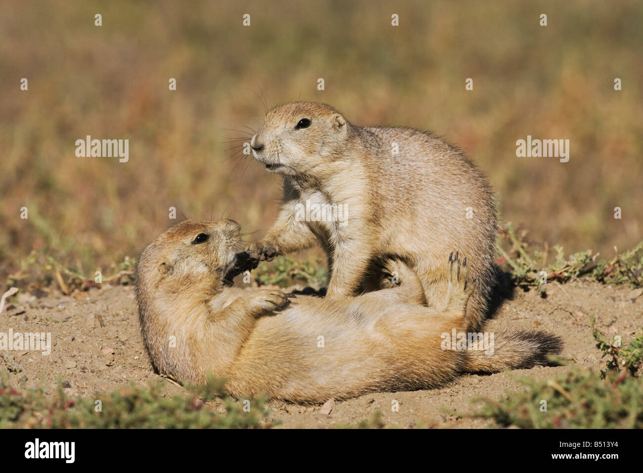 Black-tailed Prairie Dog Cynomys ludovicianus young at den playing Theodore Roosevelt National Park Badlands North Dakota USA Stock Photo