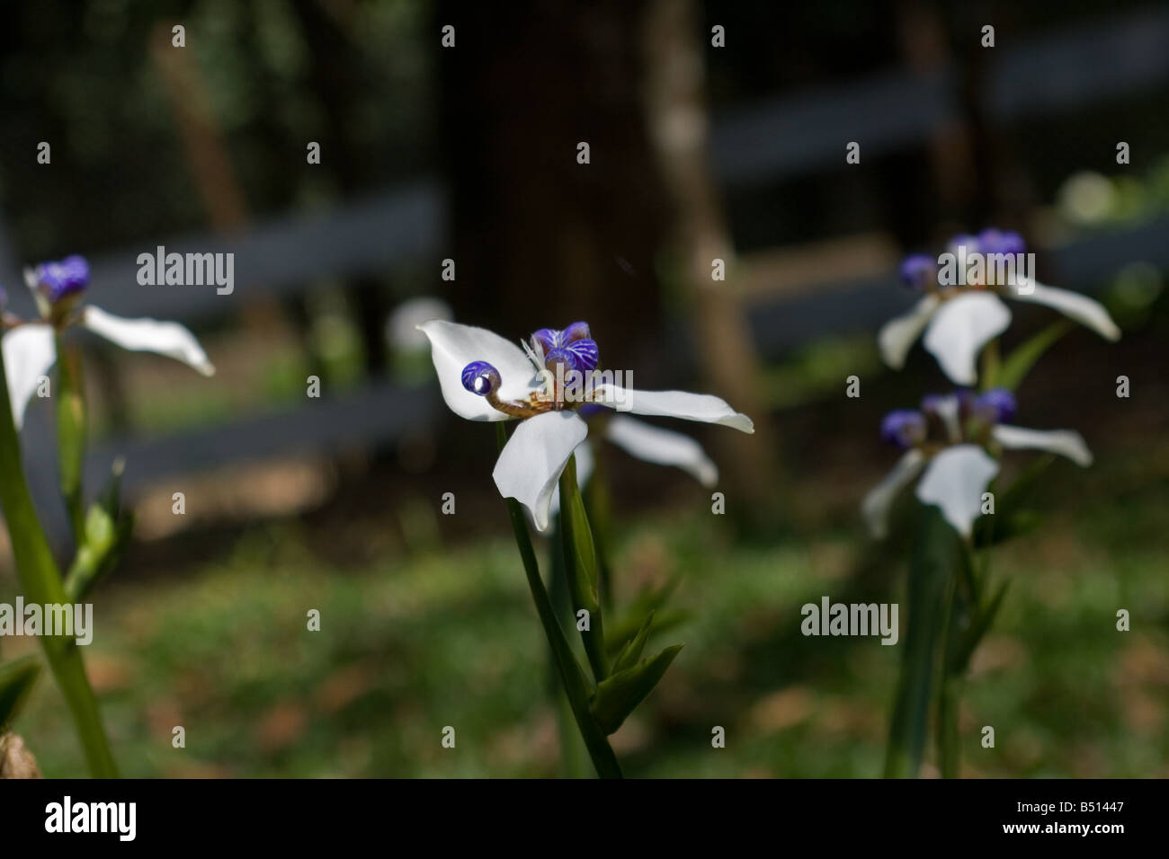 Walking iris (Neomarica gracilis) Stock Photo