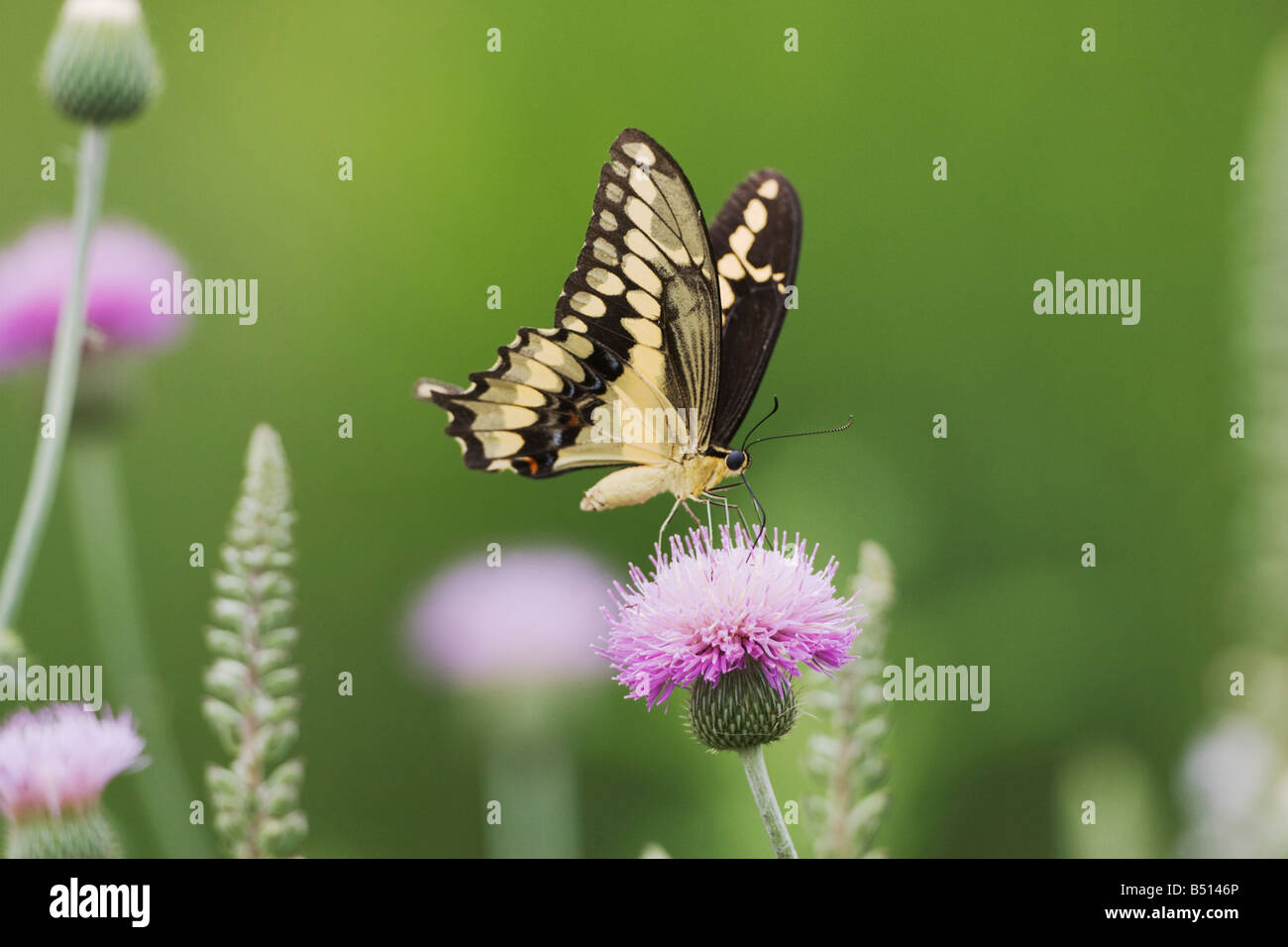 Giant Swallowtail Papilio cresphontes adult feeding on texas thistle Sinton Corpus Christi Coastal Bend Texas USA Stock Photo