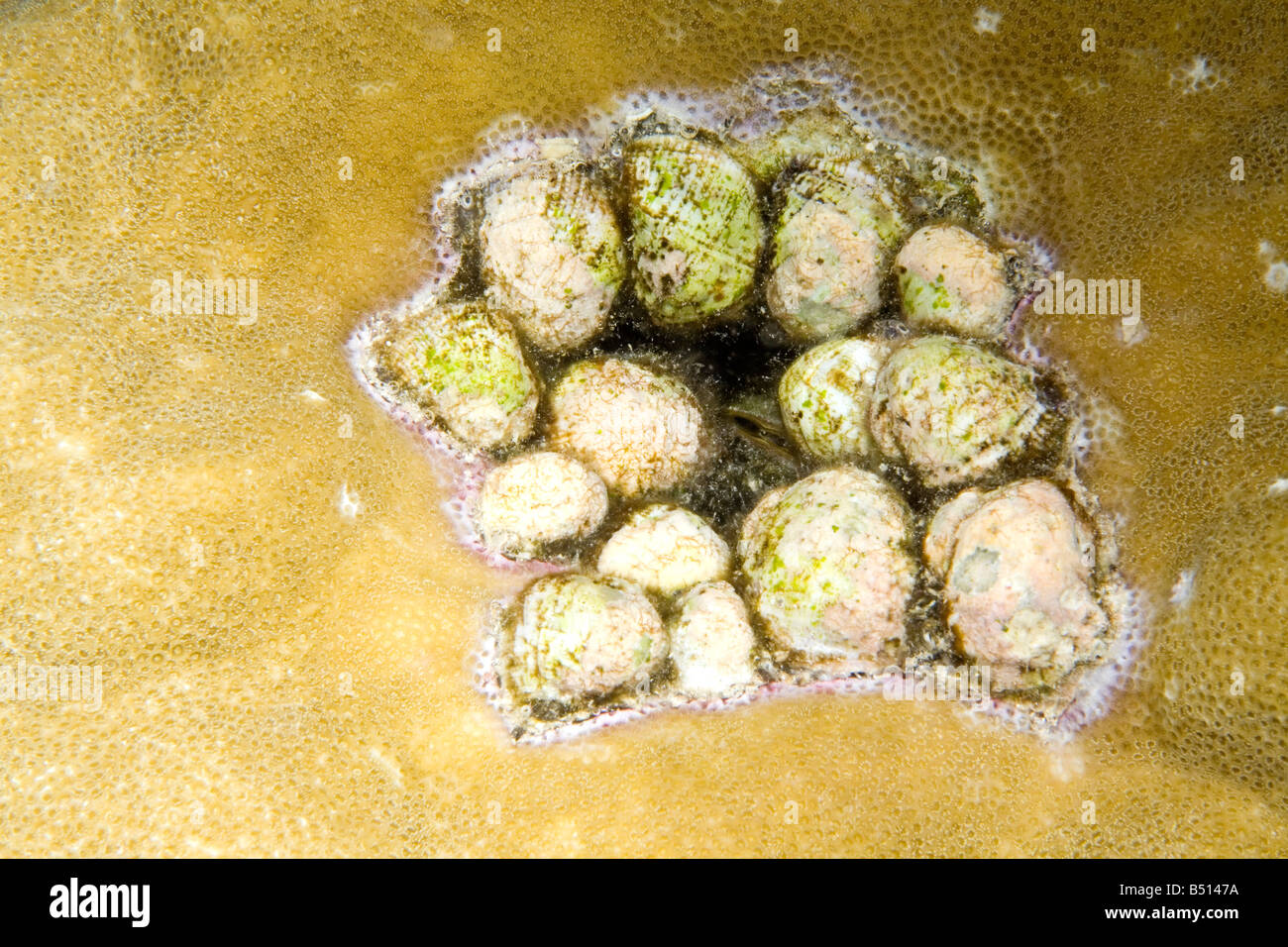 A group of violet coral shells. These shells are predators on scleractinean coral. Stock Photo