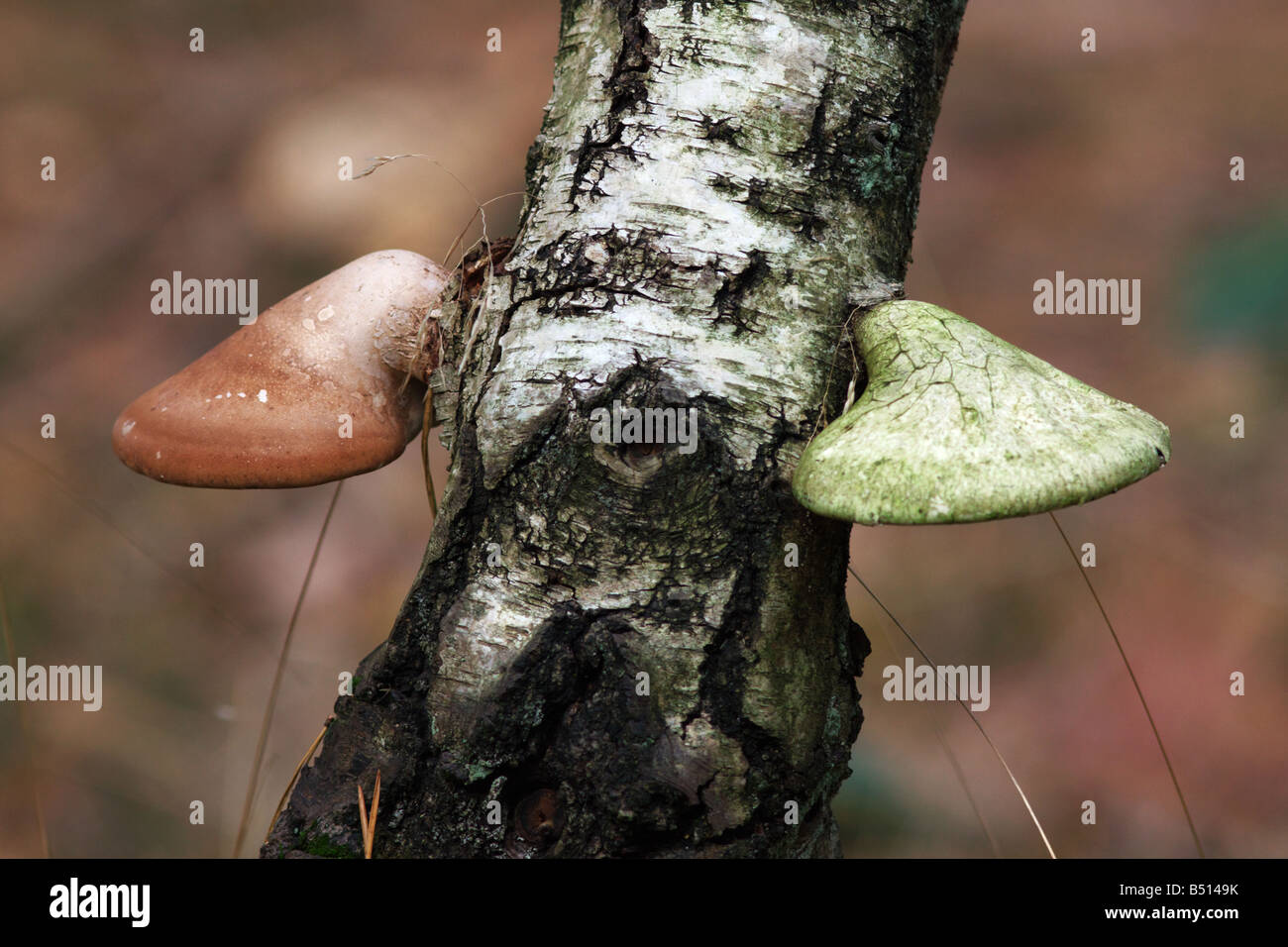 Birch fungus hires stock photography and images Alamy