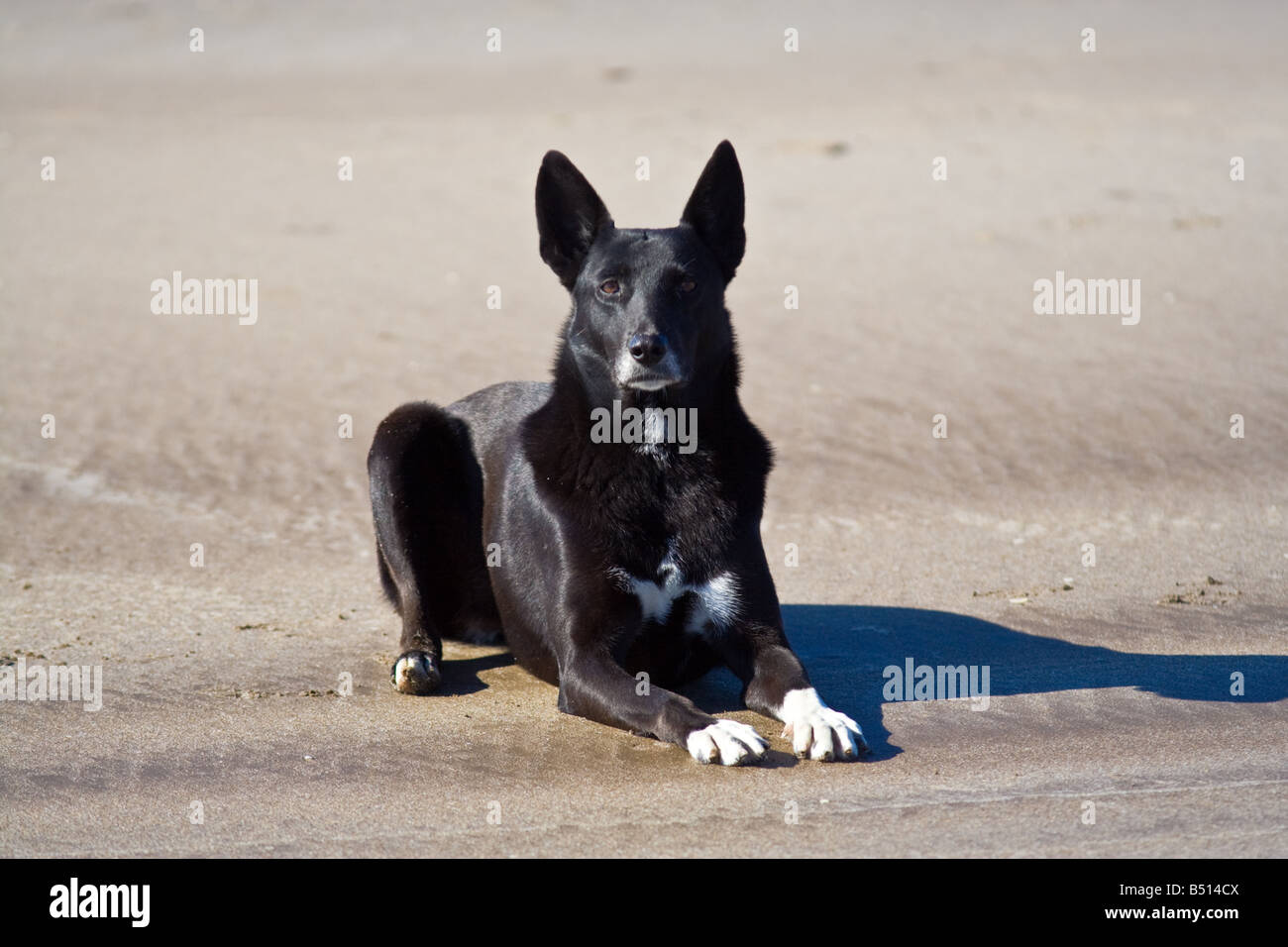 Street dog alone at the beach waiting for some food Stock Photo