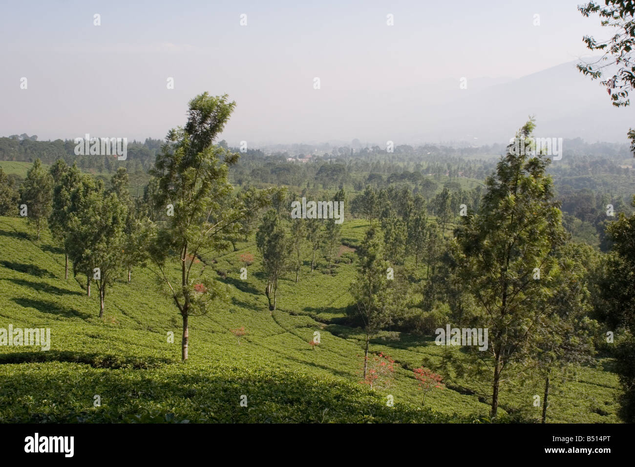 [tea plantation] at Puncak Indonesia Stock Photo - Alamy