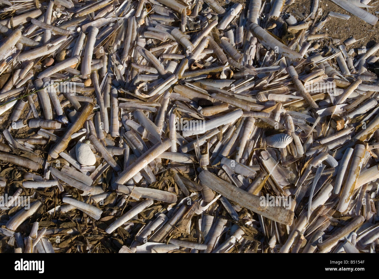 razor shells washed up on a beach Stock Photo