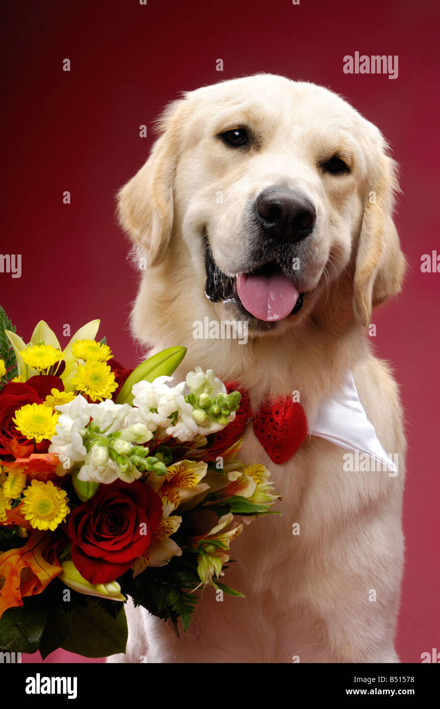 Golden Retriever with flowers Stock Photo - Alamy