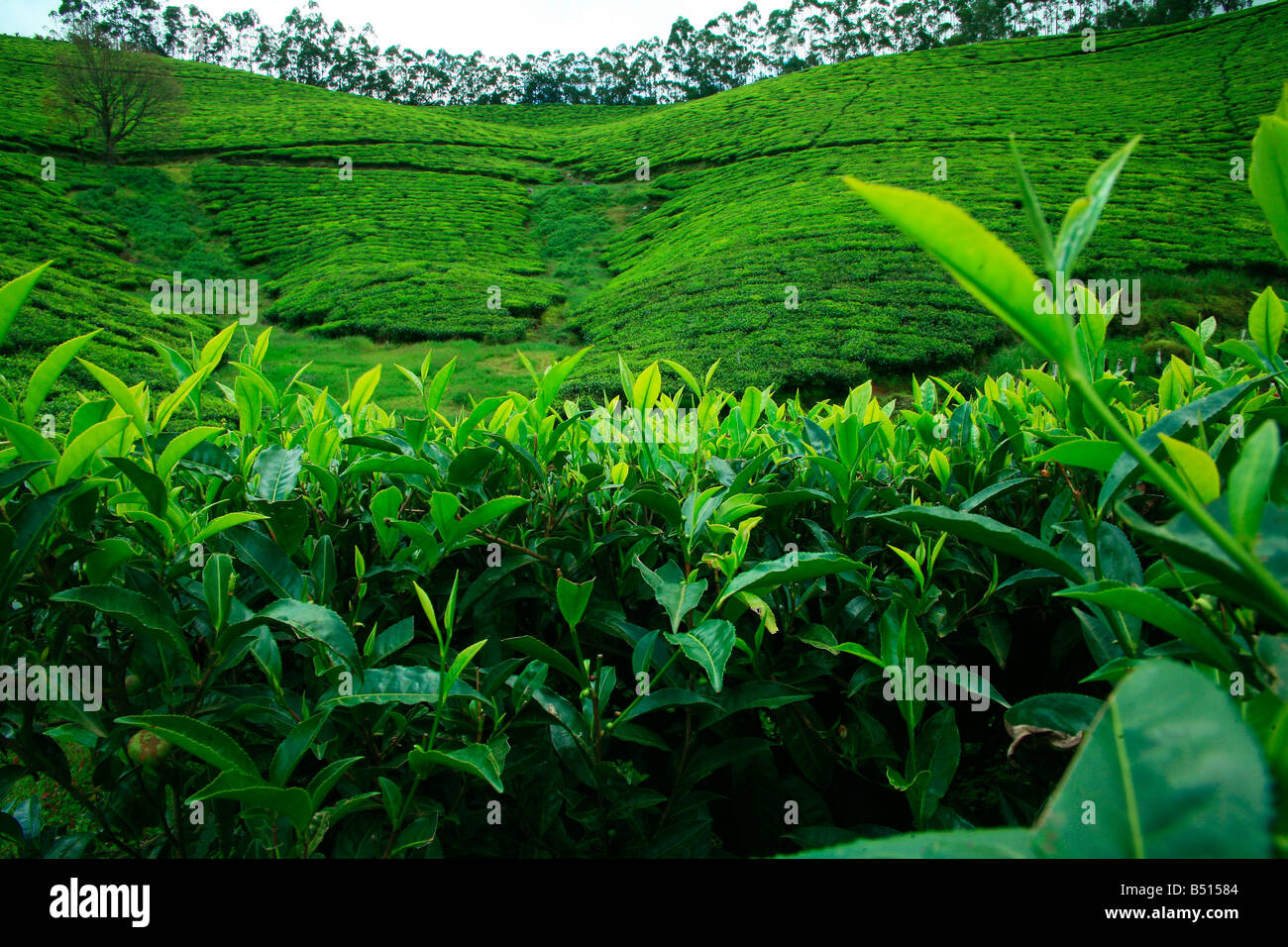 Tea Plantation or Tea estate or Tea Garden or Tea cultivation in Munnar