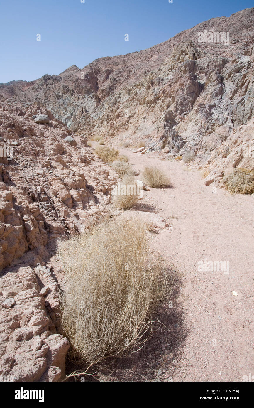 Drought resistant plant in the mountains of the Sinai desert near Dahab in Egypt Stock Photo