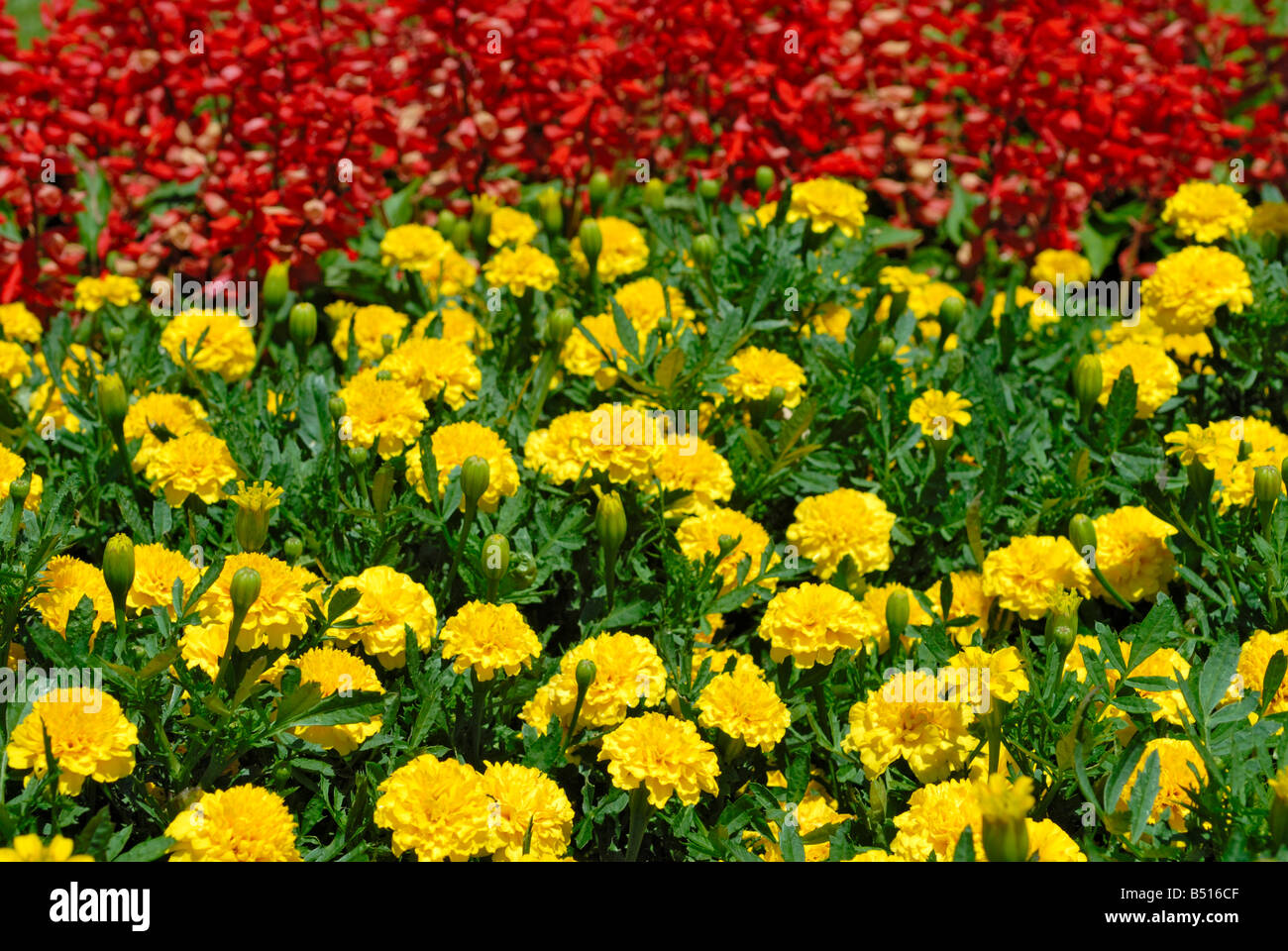 Multicolored flower field Stock Photo
