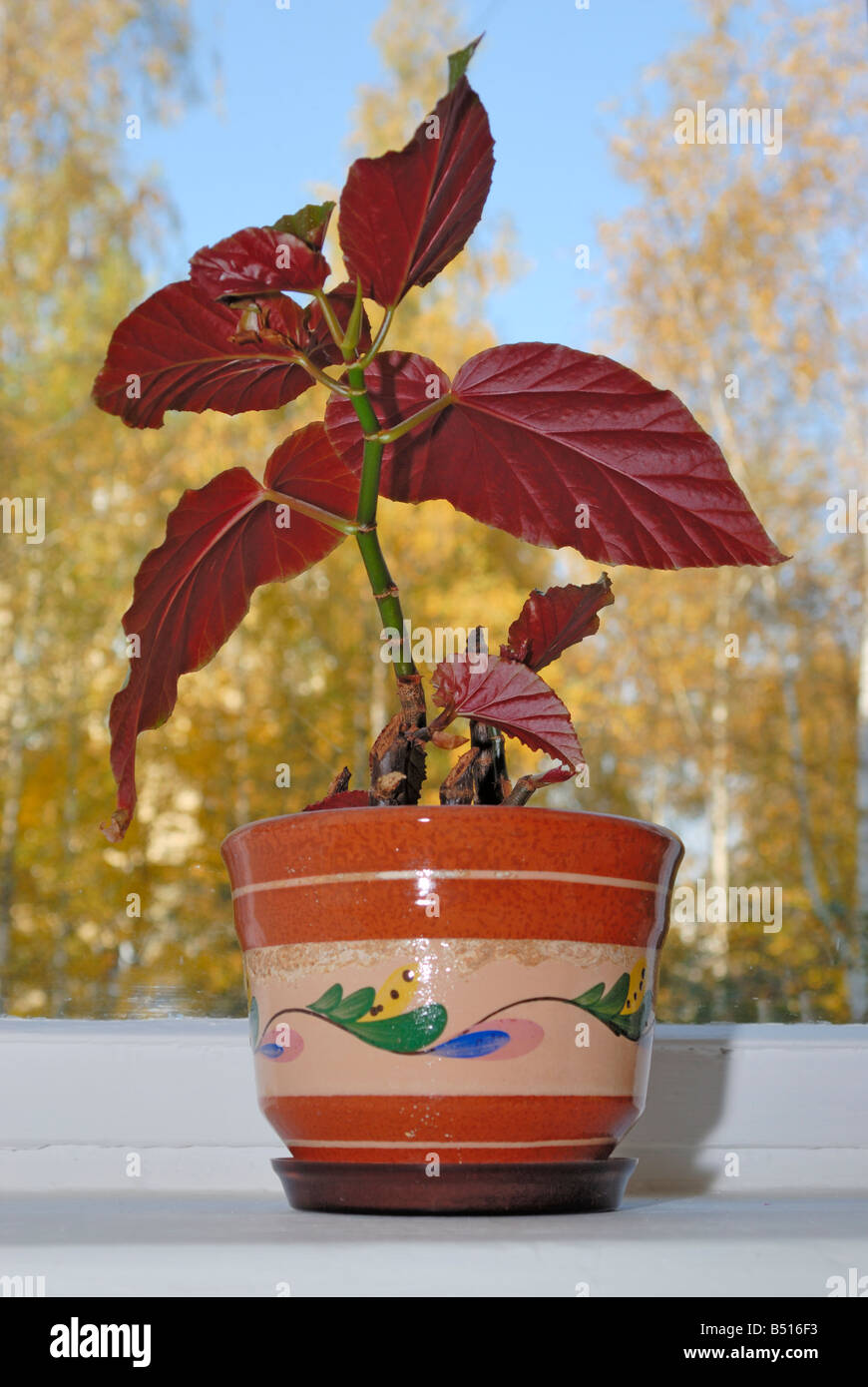 Flowerpot with a begonia on a window sill Stock Photo
