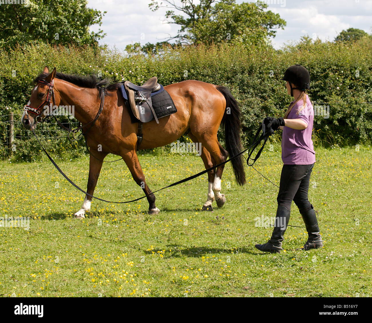 Rider lunging a horse. Stock Photo