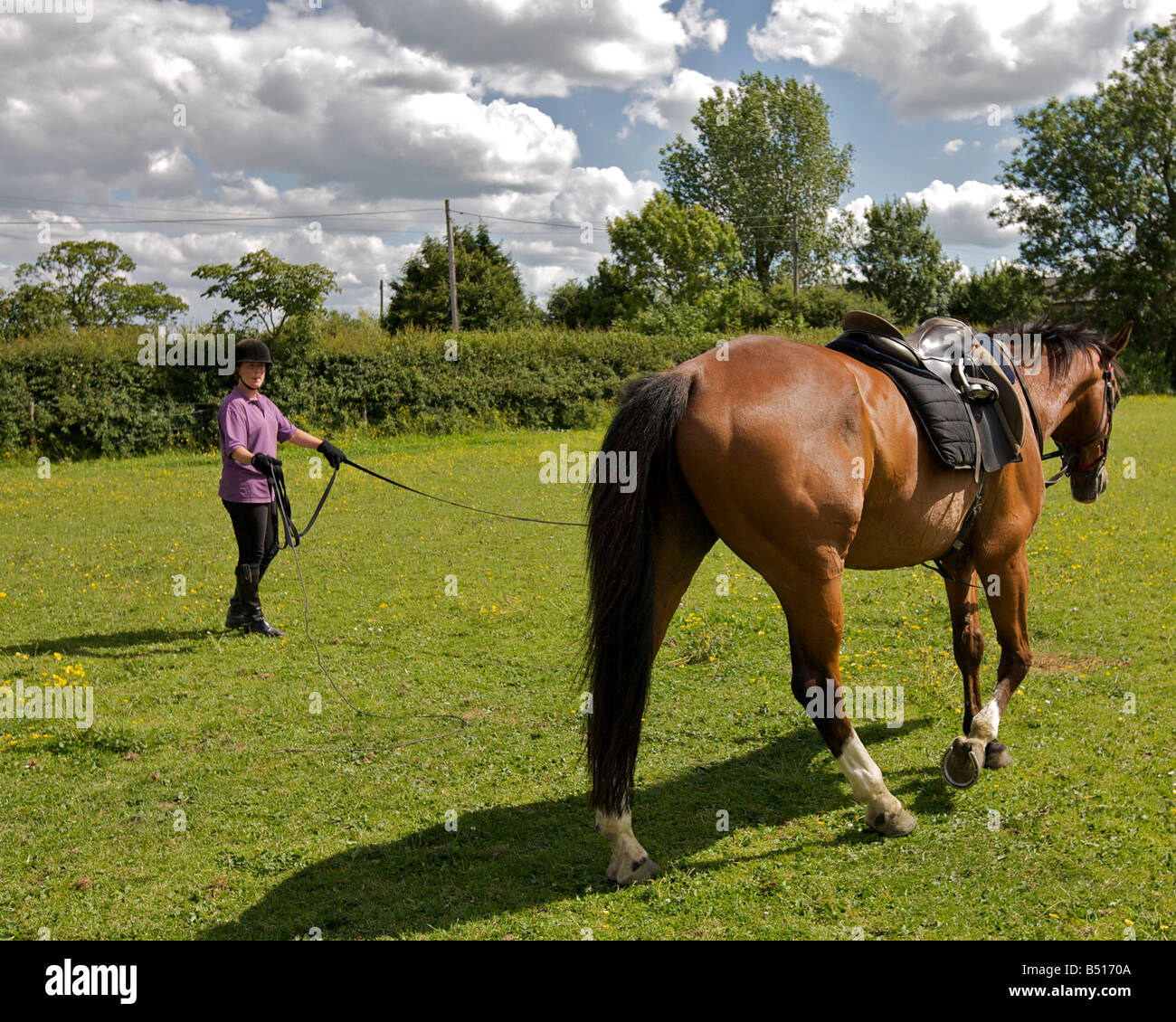 Rider lunging a horse Stock Photo Alamy