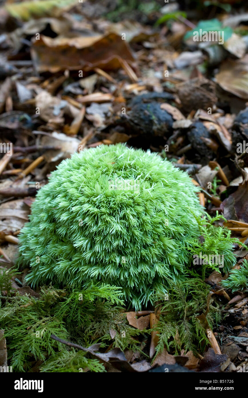 Cushion Moss - Leucobryum glaucum