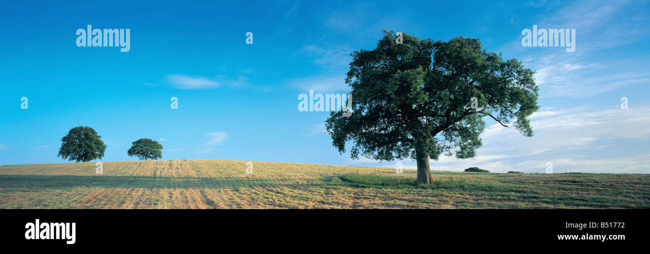 Trees and cropped fields Nr Shaftesbury, Dorset, UK Stock Photo
