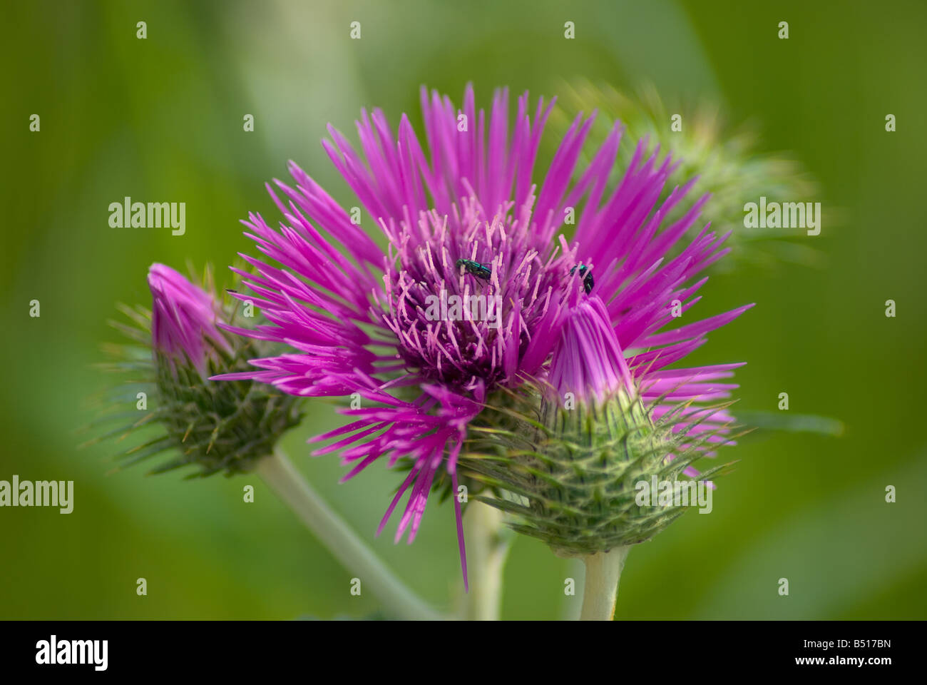 Asteraceae Cirsium palustre the Marsh thistle or European swamp thistle Stock Photo