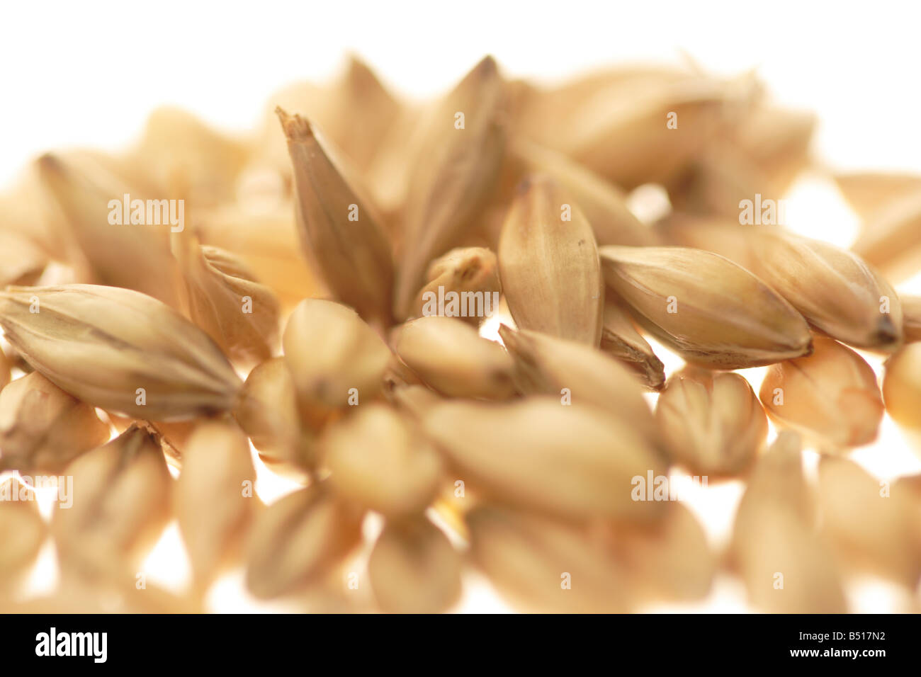 wheat kernels with narrow depth of focus on white Stock Photo Alamy