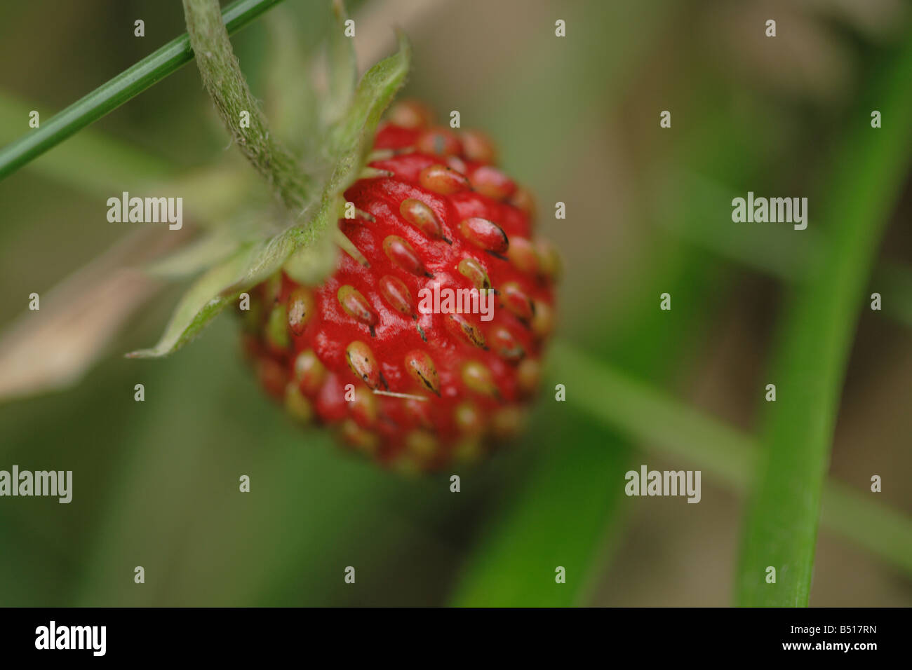 Fresh natural wild strawberry hi-res stock photography and images - Alamy