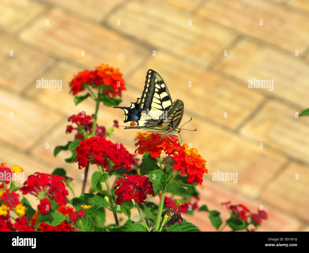 Swallowtail butterflies are large, colorful butterflies which form the family Papilionidae. Stock Photo