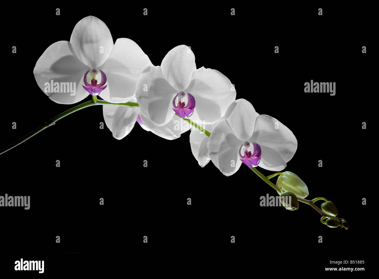An orchid scape (Phalaenopsis sp). Hampe florale d' orchidée (Phalaenopsis sp). Stock Photo
