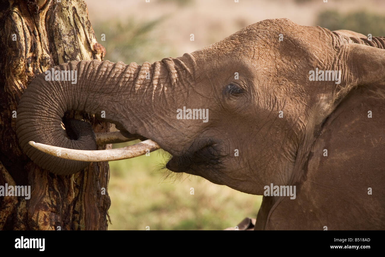 African Elephant (loxodonta africana) stripping bark off a fever tree (Acacia xanthophloea) to eat; in Lewa Downs, Kenya. Stock Photo