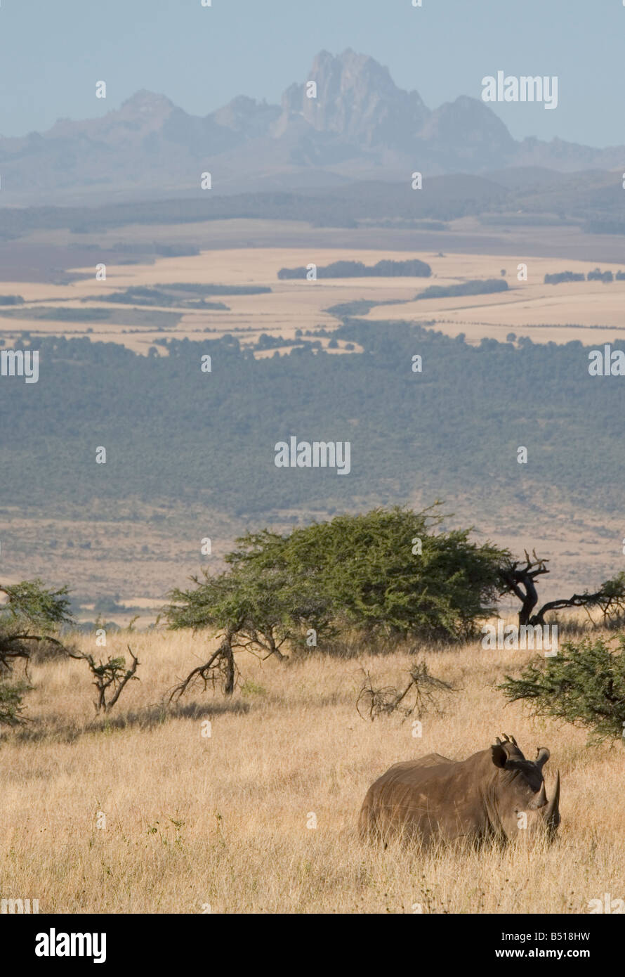 Black Rhino (Diceros Bicornis) Stands On The Plains Below Mount Kenya ...