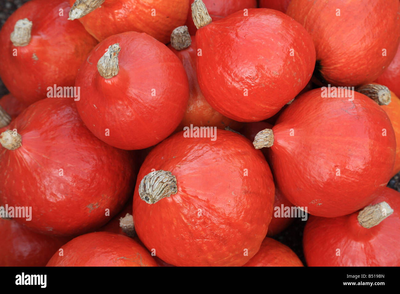 Red pumpkins Stock Photo