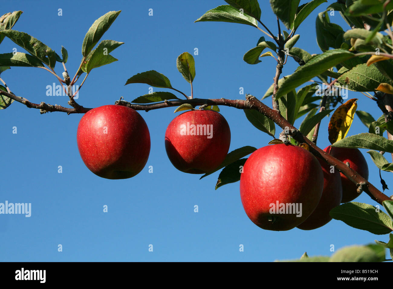 Fruit cultivars cider production hires stock photography and images