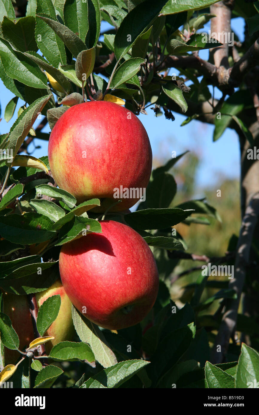 Fruit cultivars cider production High Resolution Stock Photography and