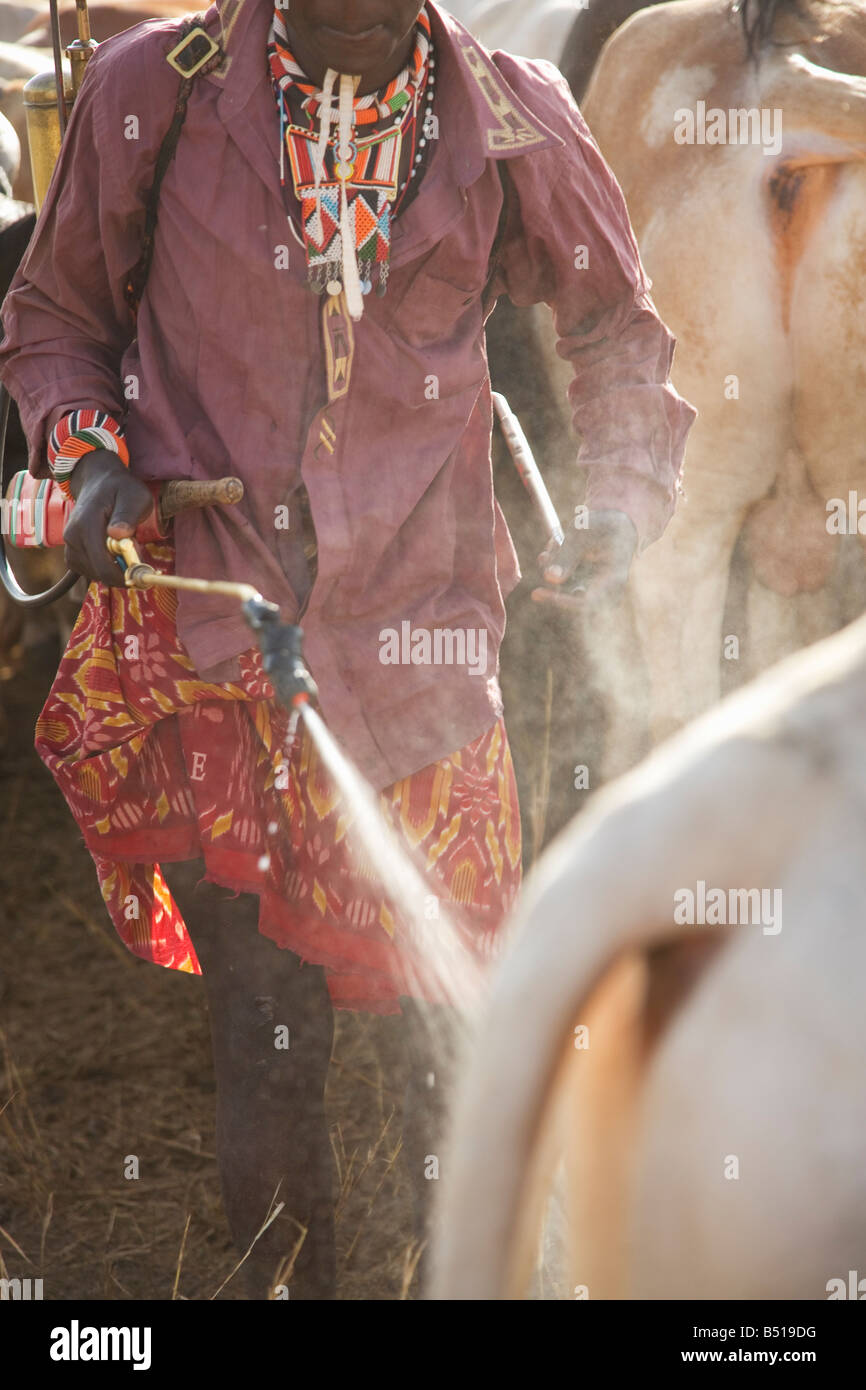 Masai cattleherder sprays a cow with insecticide to remove ticks from