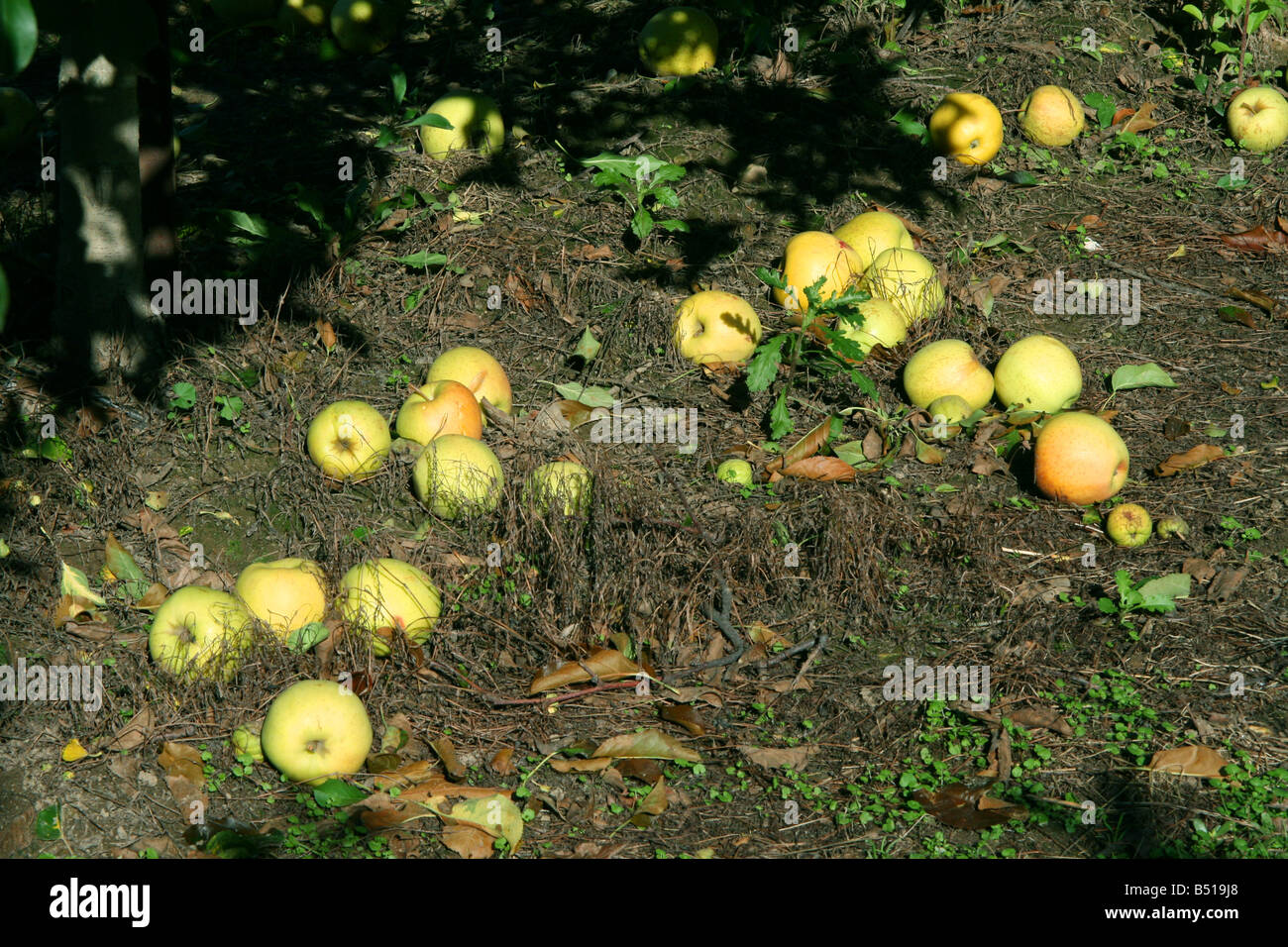 Golden Delicious Apples rotting Stock Photo