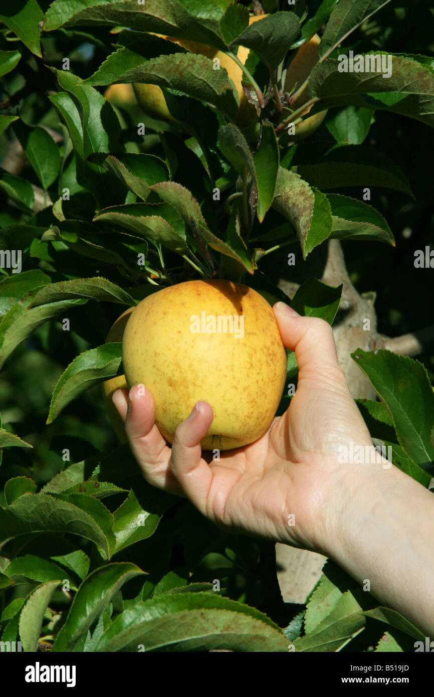 Golden Delicious Apples Stock Photo Alamy