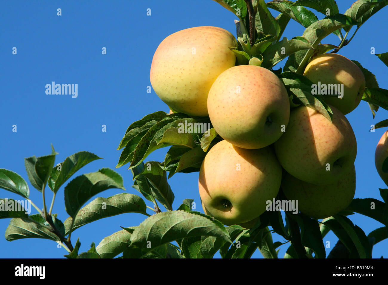 Golden Delicious Apples Stock Photo Alamy