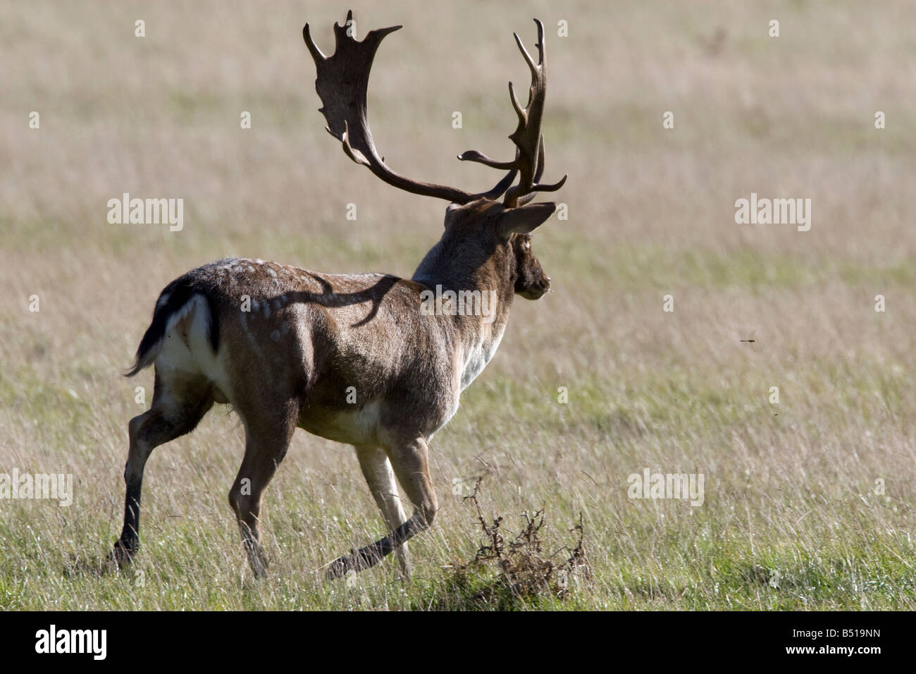 Fallow Deer stag running aggresively Stock Photo