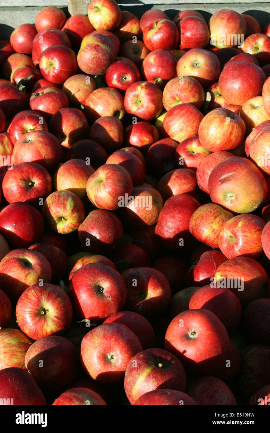 Ida Red Apples Stock Photo Alamy