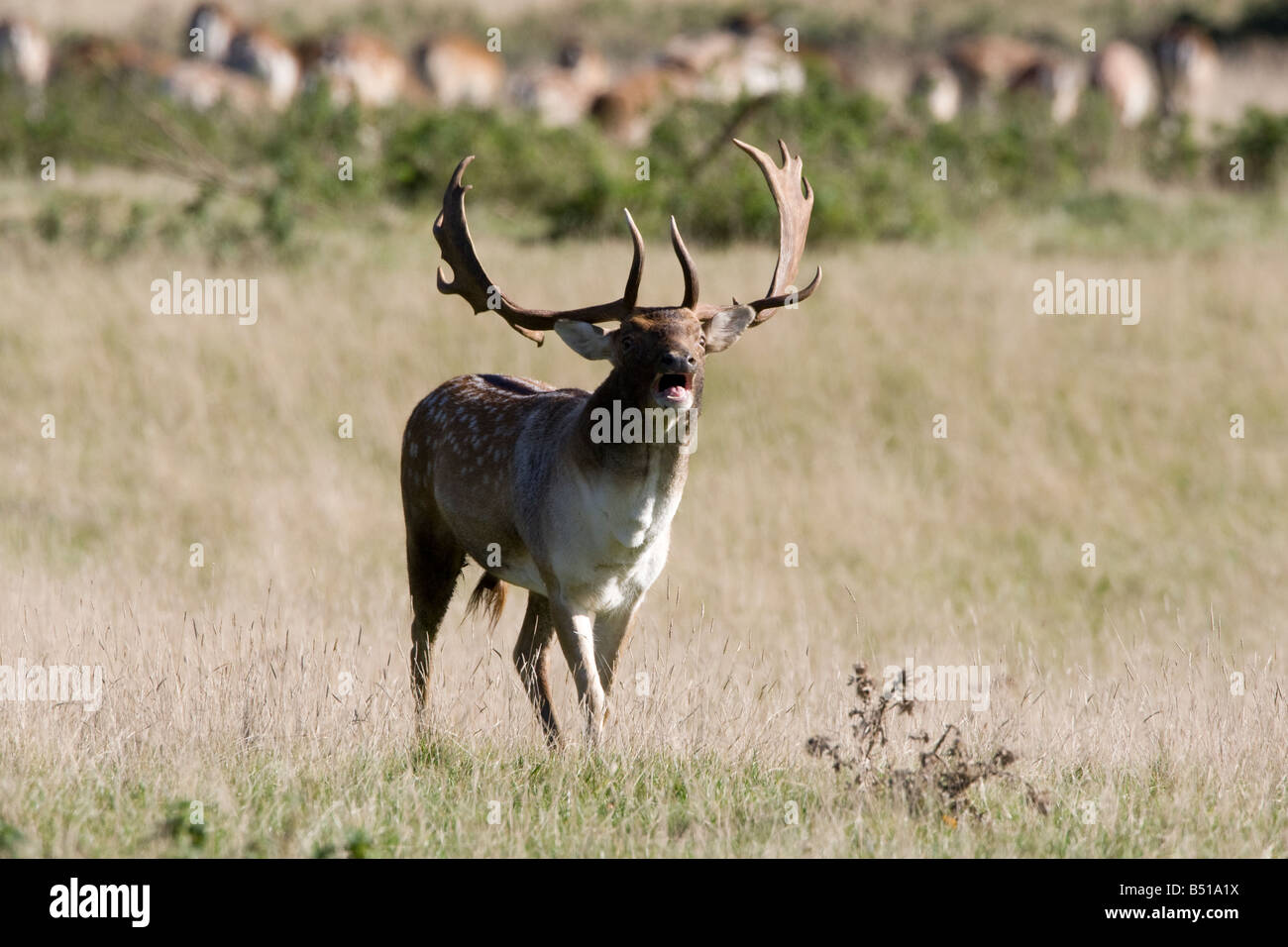 Fallow deer aggression Stock Photo