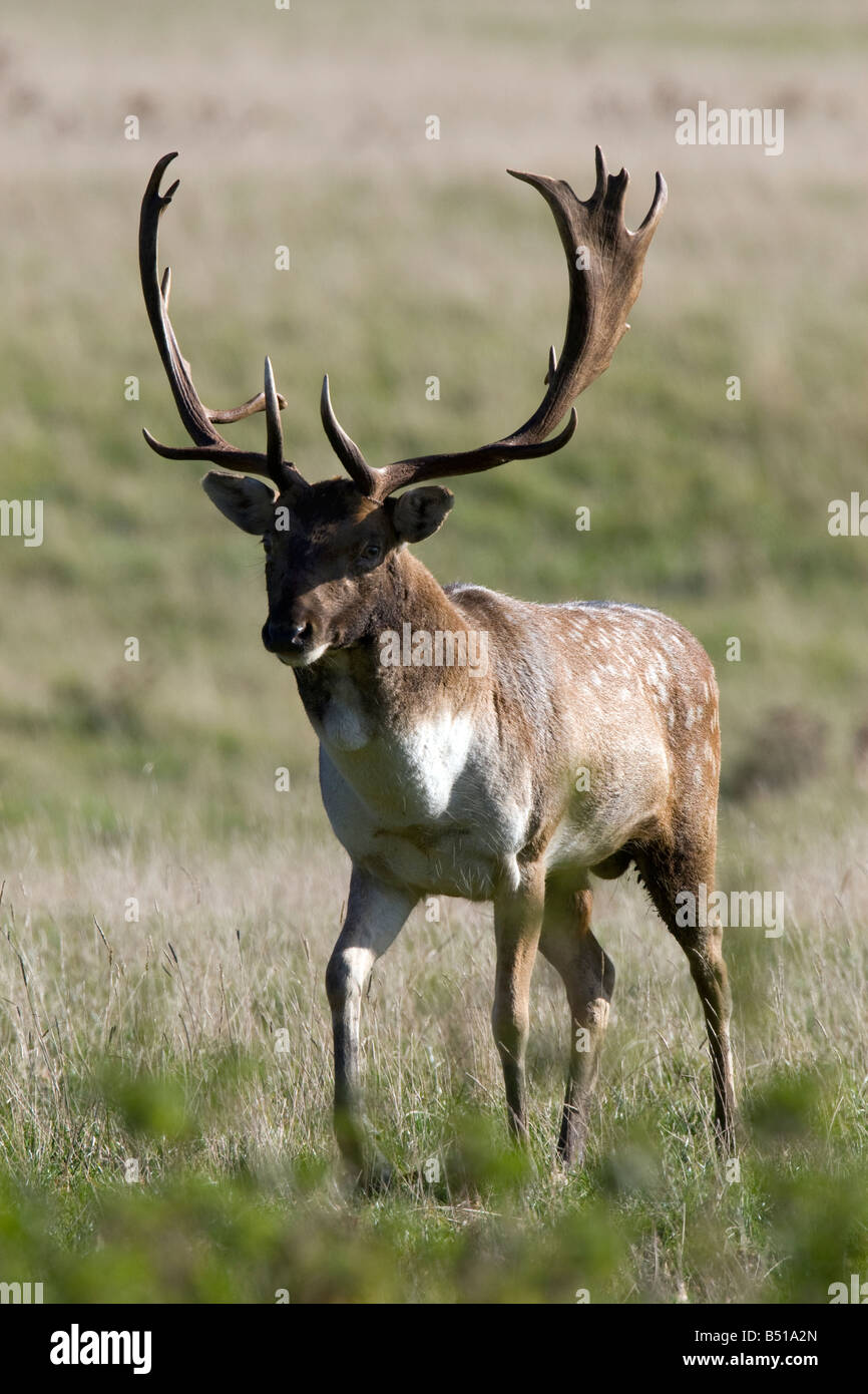 Fallow deer aggression Stock Photo