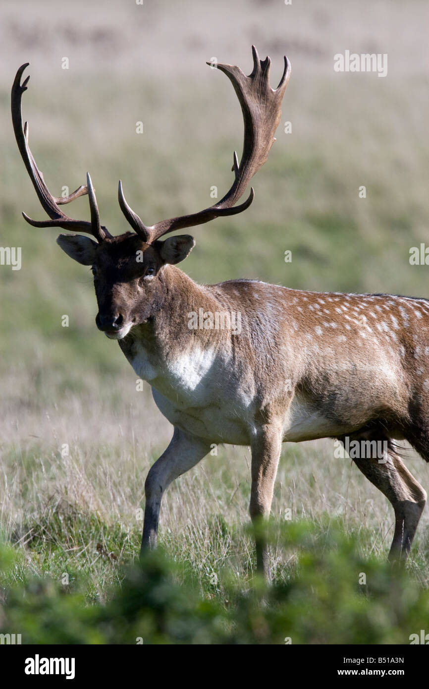 Fallow deer aggression Stock Photo