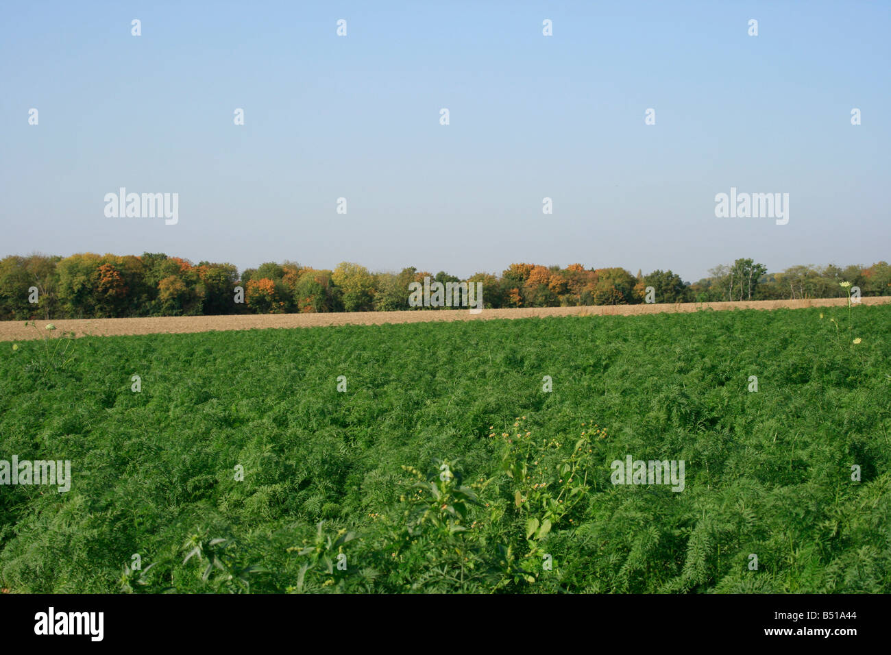 Carrot field in the countryside near Auvers sur Oise Stock Photo