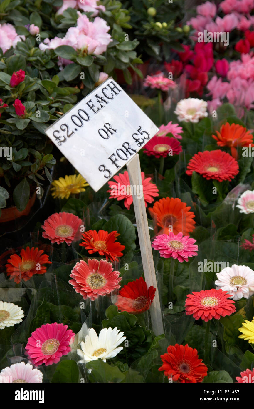 Variety of flowers for sale at Columbia Road Flower Market, Shoreditch