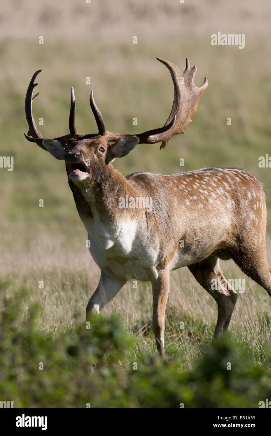 Fallow deer aggression Stock Photo