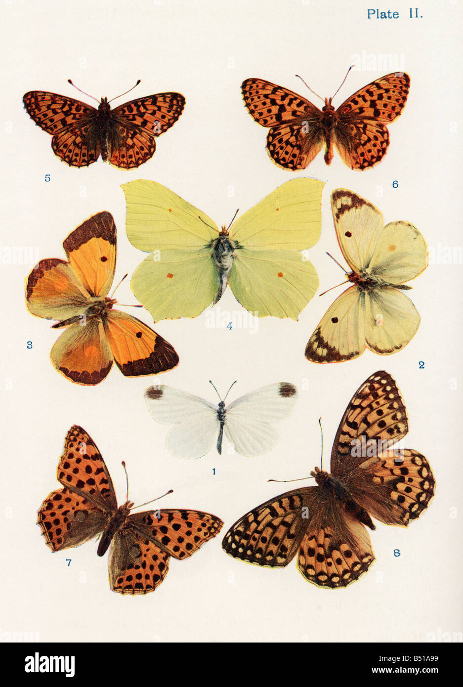 Different types of butterflies Stock Photo