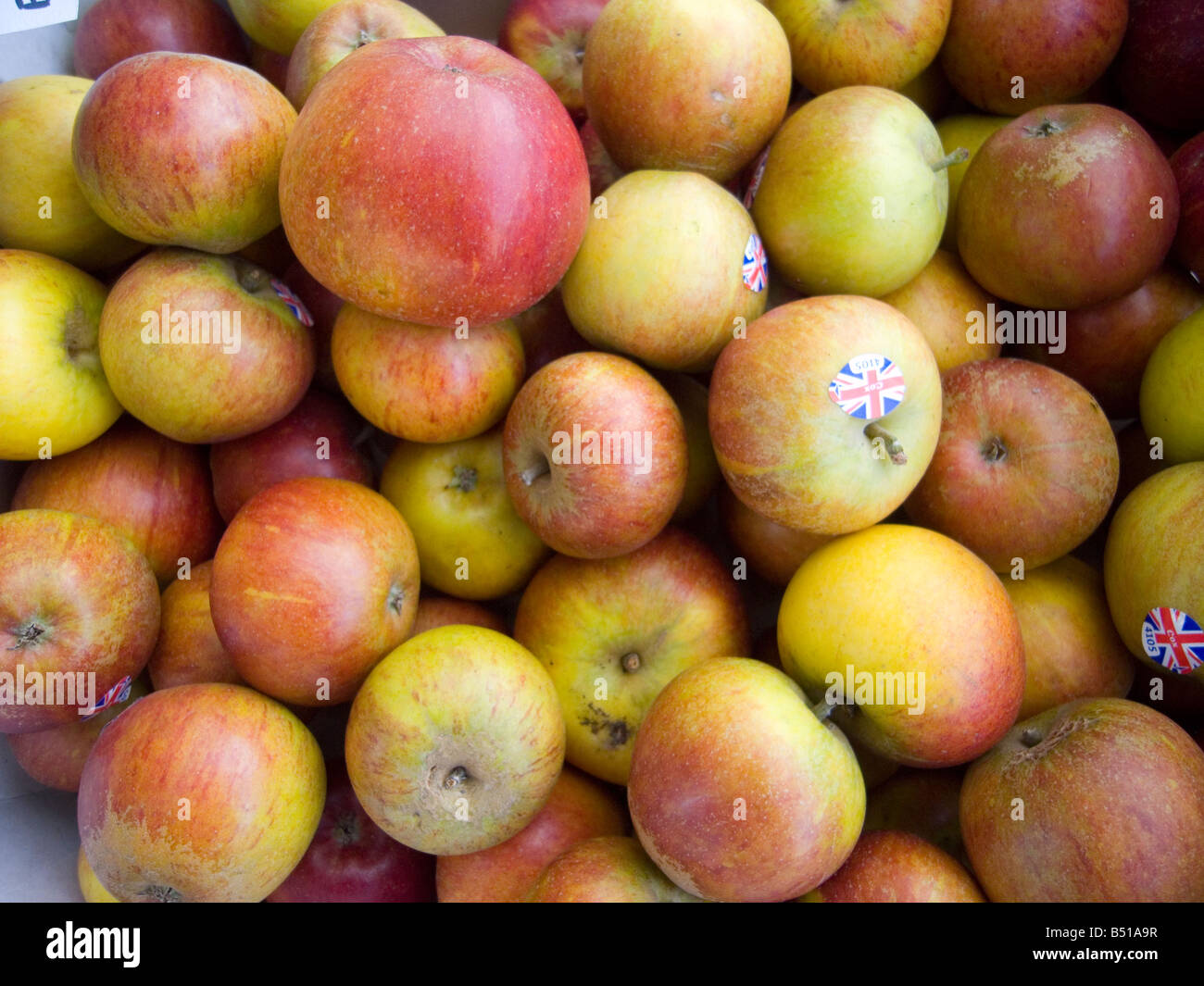 A box of freshly picked cox pippin apples Stock Photo