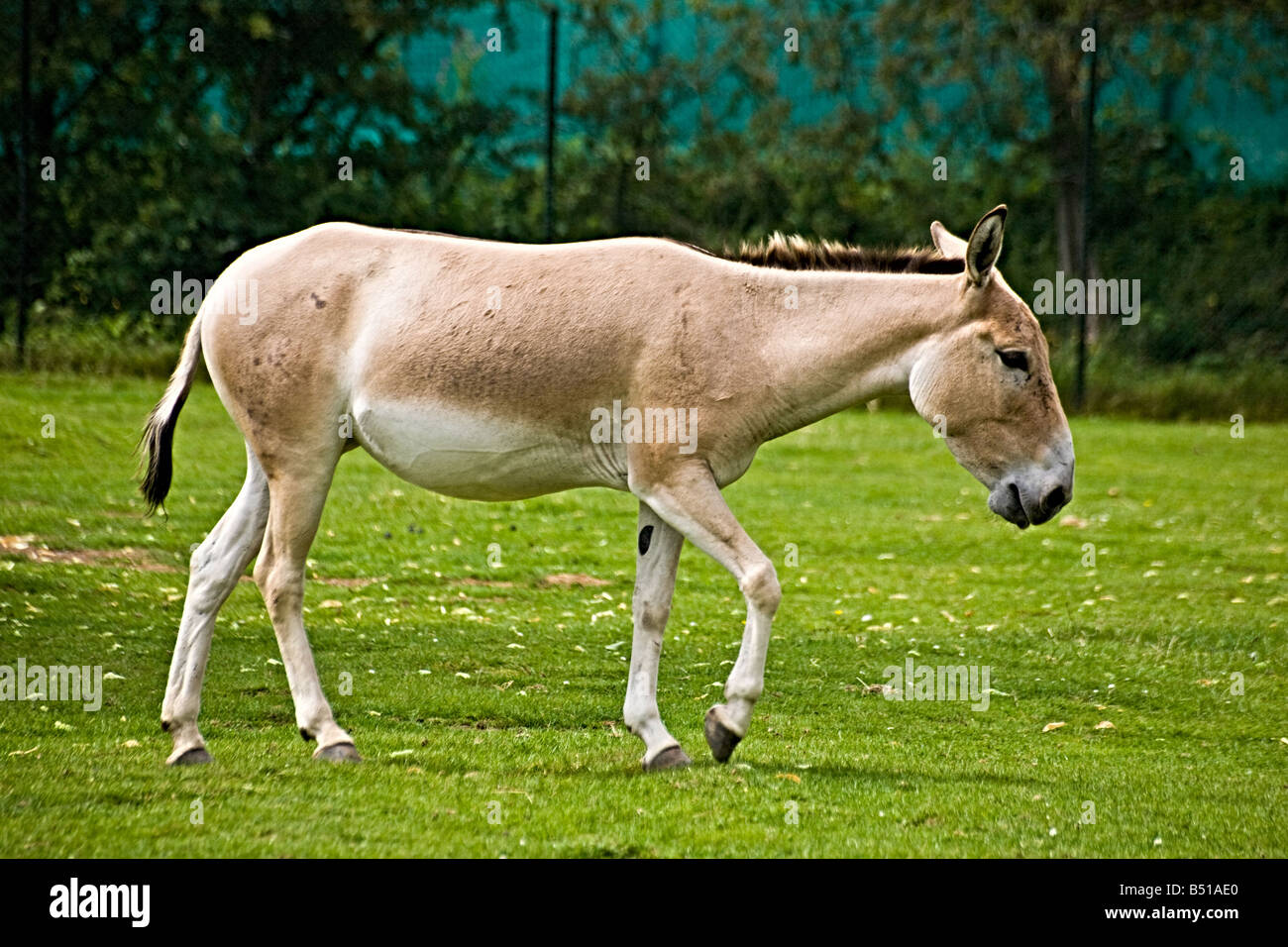 An onager or wild donkey Stock Photo