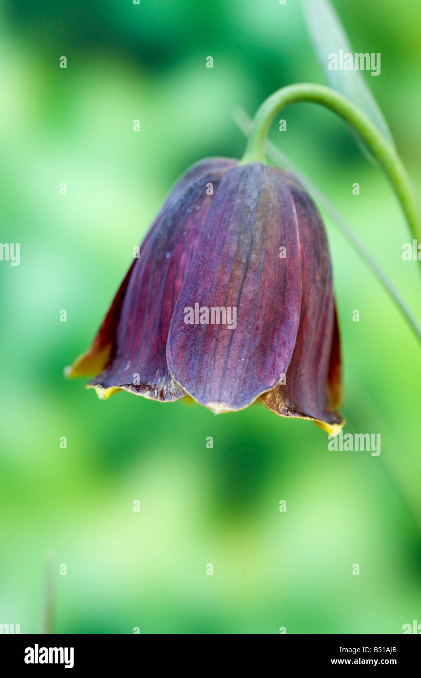 Single flower of Fritillaria davisii Stock Photo