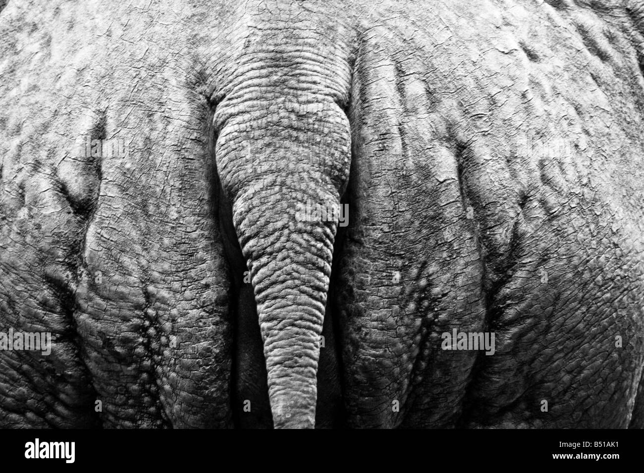 Back and white photography of showing the bottom / read-end of a rhino. Stock Photo