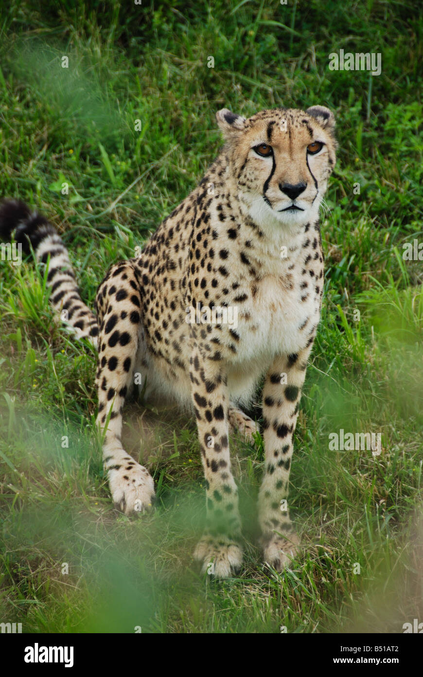 A captive cheetah in Toronto Ontario Canada Stock Photo