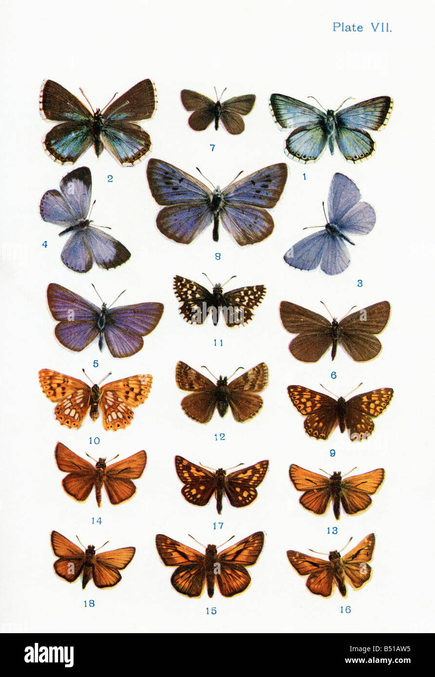 Types of butterflies hires stock photography and images Alamy