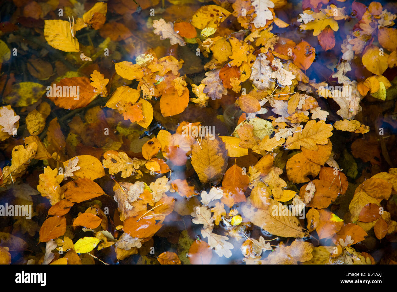Golden autumn season hi-res stock photography and images - Alamy